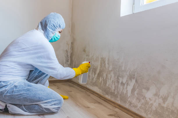 Licensed Commercial Mold Remediation service in Tewksbury, MA - WQB Mold Removal
