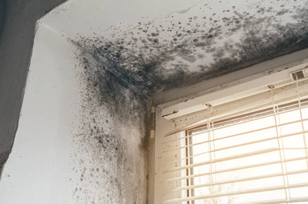 Affordable Commercial Mold Remediation solutions in Tewksbury, MA